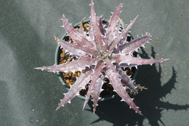 Dyckia goehringii Heidelberg  specimen  clone