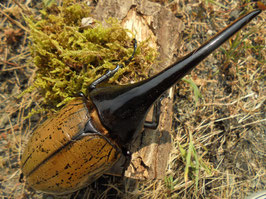 カブト虫販売 - Amazonico アマゾニコ