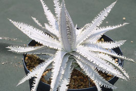 Dyckia  'Crybaby Marin'