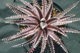 Dyckia 'Santa Clara'