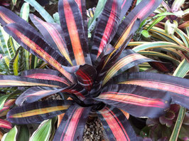 Aechmea 'Roberto Menescal'