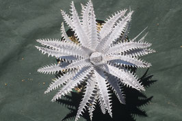 Dyckia  'Imperial Crown' × 'Nemesis' AJ11