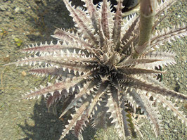 Dyckia Brittle Star F3 × Mercury F2 No.24の新鮮な種子３０粒