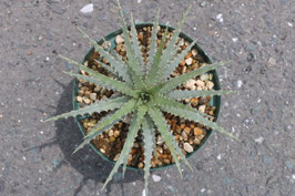 ブロメリア販売 - Amazonico アマゾニコ