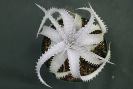 Dyckia  'Sun Wukong'