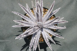 Dyckia  'Cetiya'