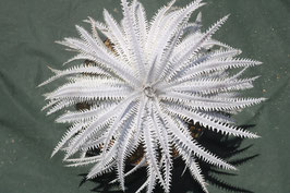 Dyckia  'Virtue & Vice'