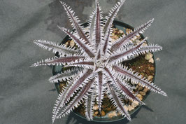 Dyckia  'Sorcerer'