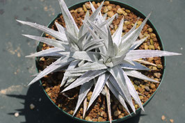 大人気 本物 原種 ディッキア Dyckia incana (nana) 脇芽