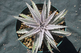 Dyckia  'Sumptuous'