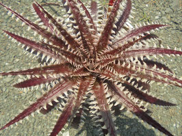 Dyckia Purple Red Silver × Arizonaの新鮮な種子３０粒