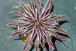 Dyckia  'Hunter Delgado'