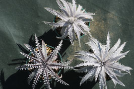 Dyckia ３株セット　８５