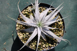 Dyckcohnia 'Conrad Morton'