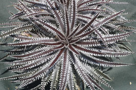 Dyckia  'Hallucination'