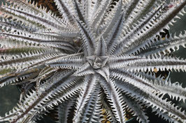 Dyckia  'Omega Navigation'