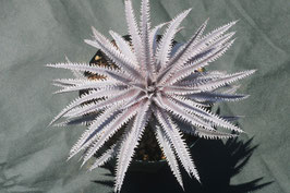 Dyckia 'Cutthroat'