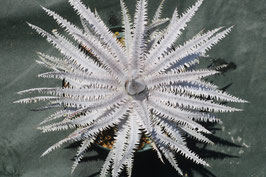 Dyckia  'Integral'