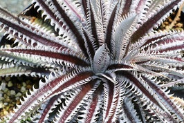 Dyckia 'Jaws'