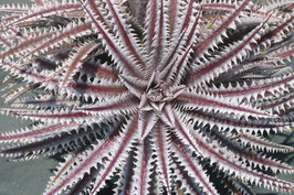 Dyckia 'Diablo'