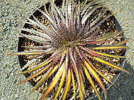 Dyckia 'Dakota'