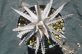 Dyckia 'Cathedral'
