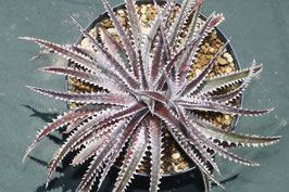 Dyckia  'Tyrant'