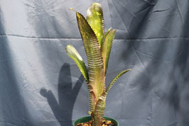 Billbergia 'Apocalypse'