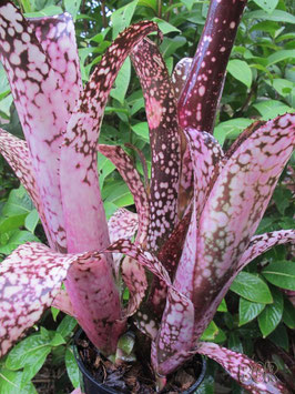 Billbergia 'Kolan Pink Queen'　　　DM系