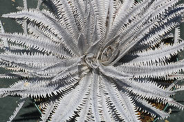 Dyckia  'Punisher X'