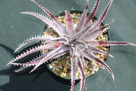 Dyckia  'Thanatos'