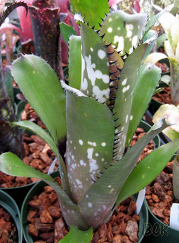 ブロメリア販売 - Amazonico アマゾニコ