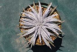 Dyckia 'Shock Spine'