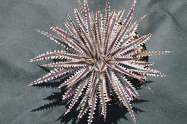 Dyckia  'Bai Sema'