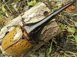 カブト虫販売 - Amazonico アマゾニコ