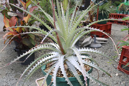 Dyckia  excelsa 'Special Silver'