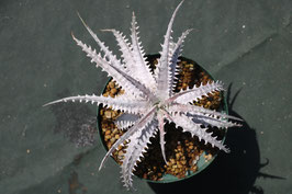 OTTOさん　 新品種　レア株　 Dyckia OTTO DBME-1 OTTOさん 新品種 レア株 Dyckia OTTO DBME-1 - メルカリ