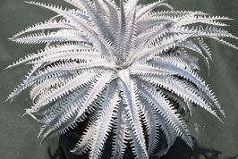 Dyckia  'Virtue & Vice'