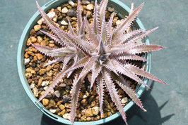 Dyckia  'Childish Fellow'