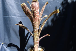 Billbergia 'Ole'　　　DM系