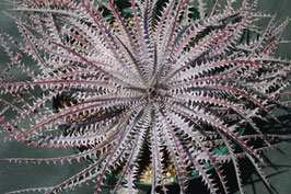 Dyckia  'Island Empire'