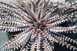 Dyckia  'Saint Andrew'