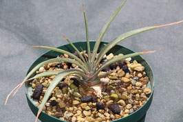 Dyckia estevesii