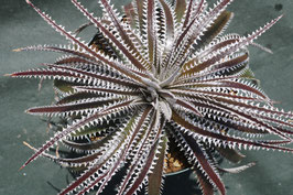 Dyckia  'Thorny Lizard'