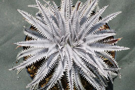 Dyckia  'Ultimatum'