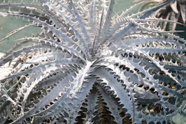 ブロメリア販売 - Amazonico アマゾニコ