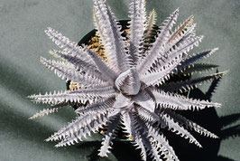 Dyckia  'Great Summit'