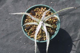 Dyckia  'Crybaby Marin'