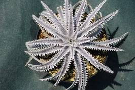 Dyckia 'Diamond Jubilee'