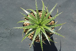 Dyckia  nigrospinulata  ×  burle-marxii  AJ3